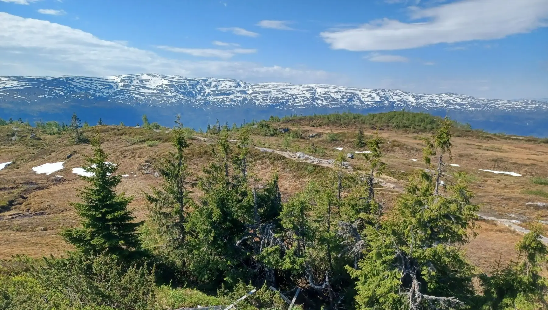 Åpent fjellterreng med spredte grantrær og fjell i bakgrunnen