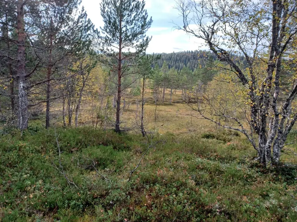 Furu- og bjørkeskog ved kanten av en åpen myr