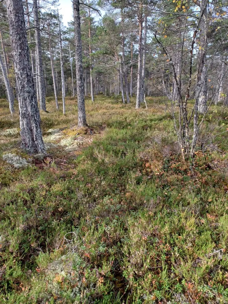 Furumo med lyng og lav på skogbunnen