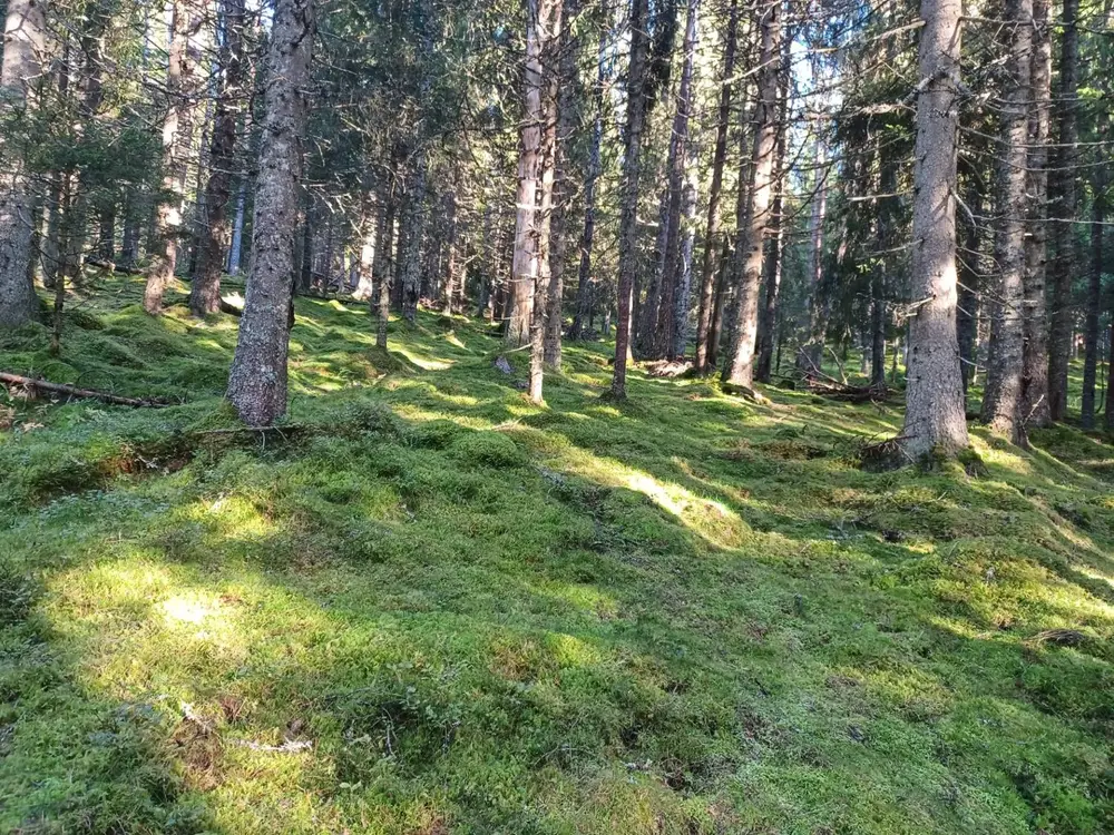 Granskog med mosedekket skogbunn i sollys