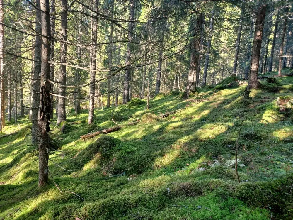 Granskog med mose, små koller og liggende stokker